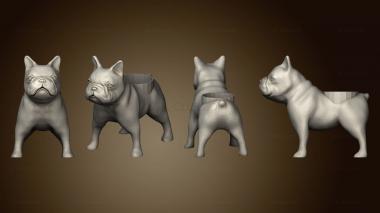 3D model moosie the bulldog loves air plants (STL)