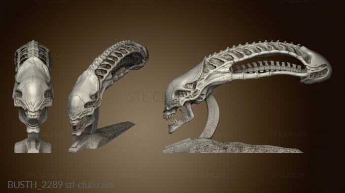 alien vs predator skull xenomorph