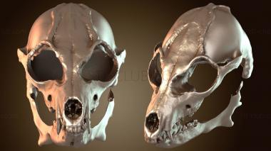 3D мадэль Челюсть Шаманской Маски (STL)