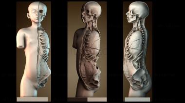 3D модель BUSTH_6222 (STL)