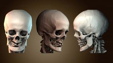 3D мадэль BUSTH_6446 (STL)