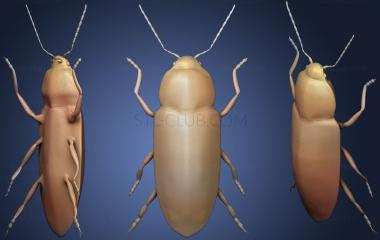 3D модель Жук Cardiophorus Gramineus (STL)