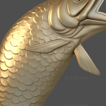 3D model Carp (STL)