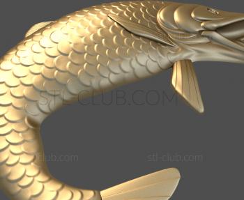 3D model Carp (STL)