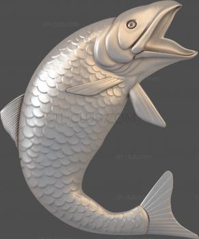 3D model Carp (STL)