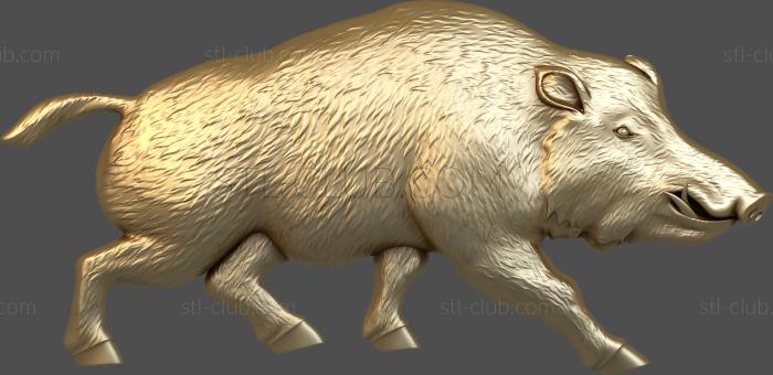 Wild boar