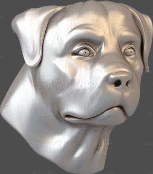 3D model Rottweller's face (STL)