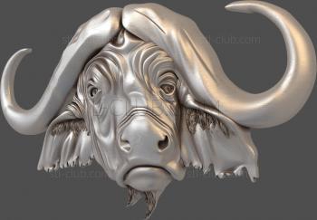 3D model Buffalo head (STL)