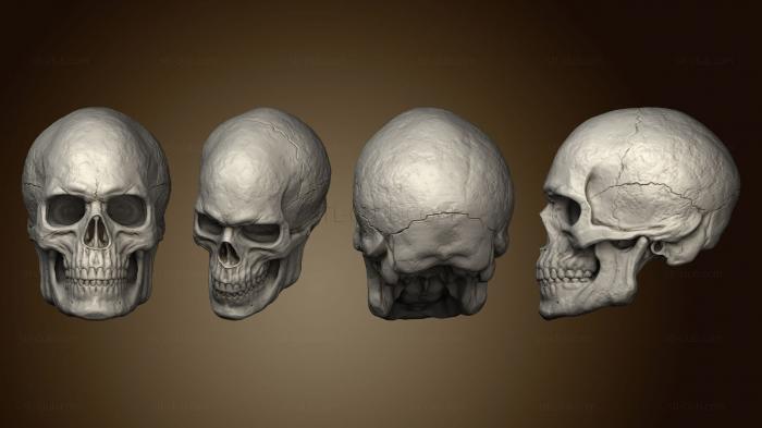 3D model Male Skull 23 (STL)