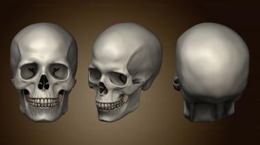 3D model detailed human skull (STL)