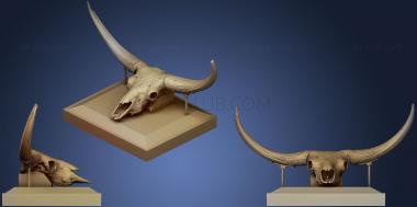 3D модель Черепа бизонов латифронов (STL)