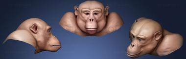 3D model Chimpanzee head WIP 2 (STL)