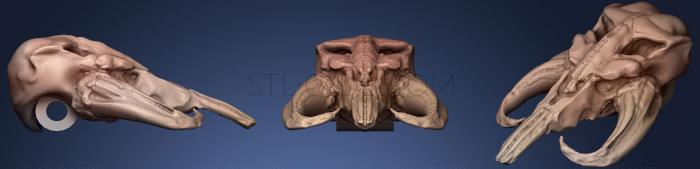 3D мадэль Череп мандалорского мифозавра (STL)
