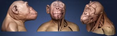 3D модель Анатомия бонобо (STL)