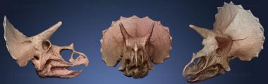 3D модель Череп трицератопса в Колорадо, США (STL)