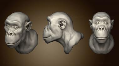 3D модель Шимпанзе 124 (STL)