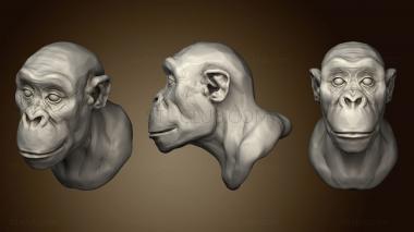 3D мадэль Шимпанзе (STL)