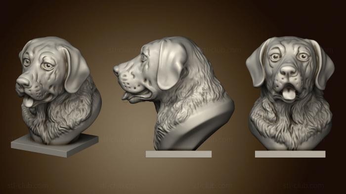 Labrador bust