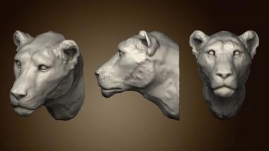 3D model Lioness 52 (STL)