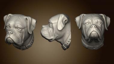 3D model Boxer Tete (STL)