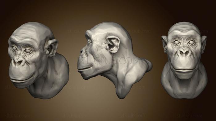 3D мадэль Шимпанзе 2 (STL)