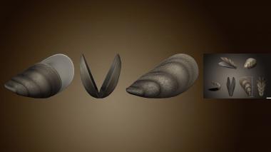 3D model Open mussel shell (STL)