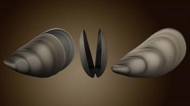 3D model Mussel shell open version1 (STL)