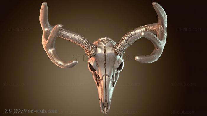 Нестандарт Черепа оленей