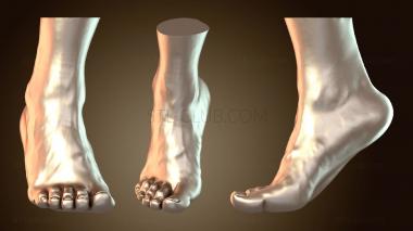 3D model Feet foot (STL)
