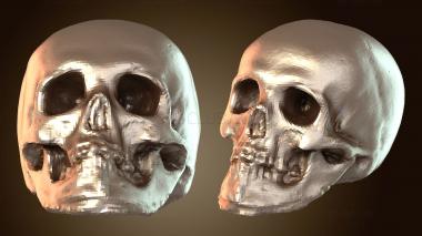 3D model Old Skull (STL)
