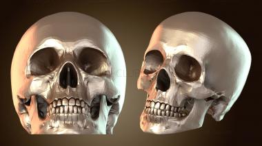 3D модель Скалл Гигант (STL)