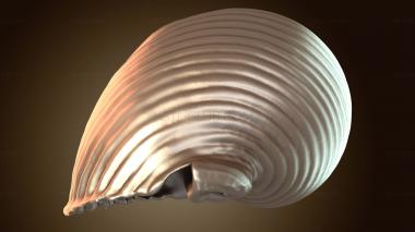 3D модель Ракушка Морская ракушка Конч (STL)