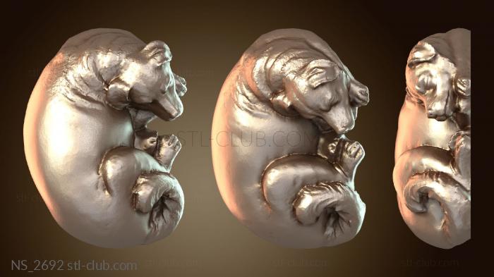 Нестандарт Спящая собака