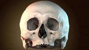 3D model NS_3812 (STL)