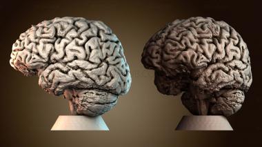 3D модель NS_3976 (STL)