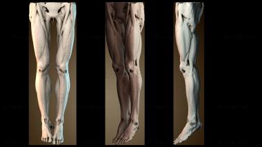 3D model NS_4439 (STL)