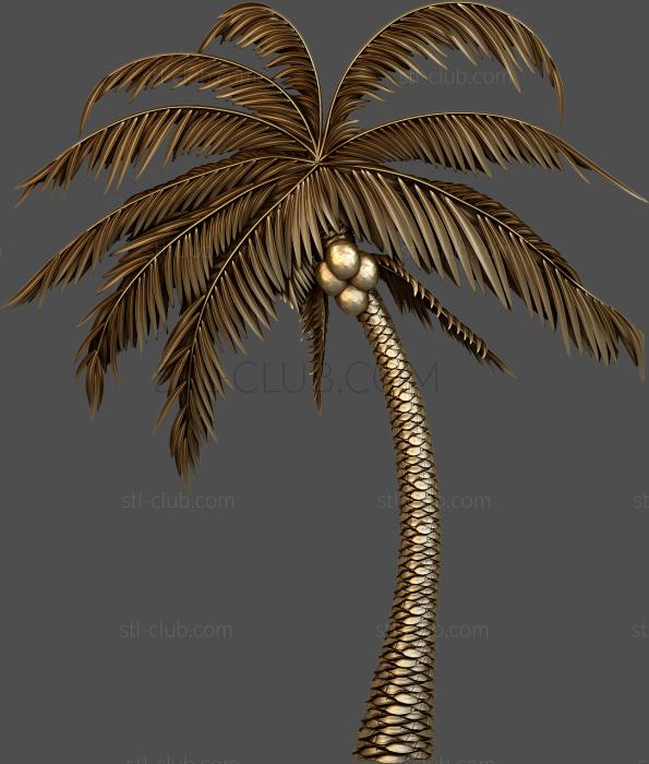 Coconut tree