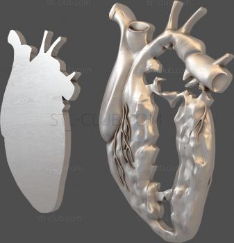 3D модель Сердце в разрезе (STL)