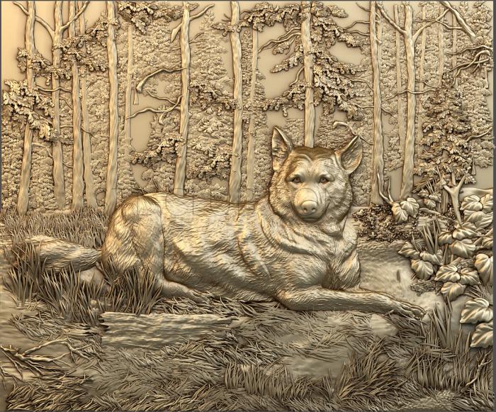The wolf in the forest
