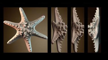 3D model Starfish (STL)
