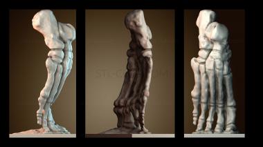 3D model Foot skeleton (STL)