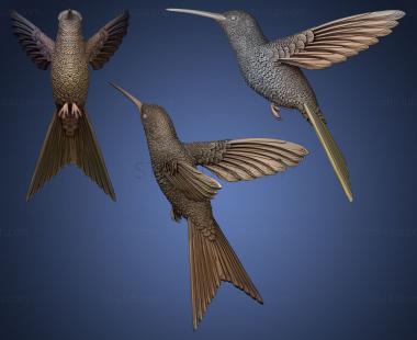 3D мадэль Колибри колибри (STL)