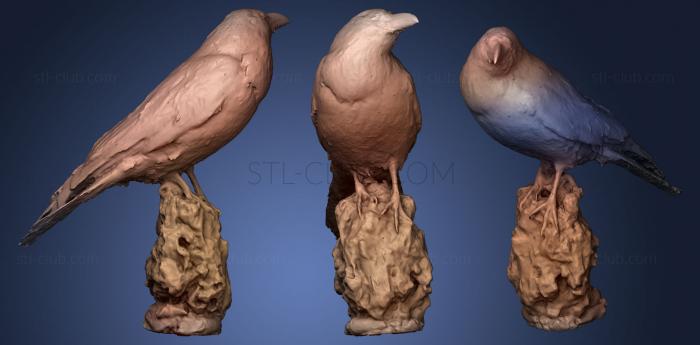 3D model Common raven Corvus corax (STL)