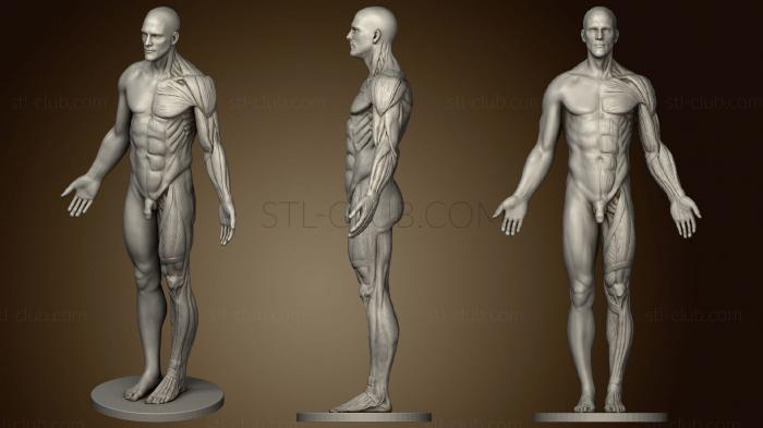 3D мадэль Справочник по анатомии (STL)
