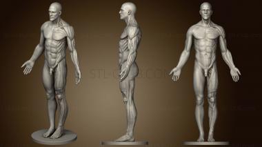 3D model Anatomy reference (STL)