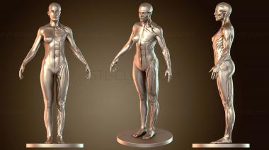 3D модель Женская анатомия (STL)