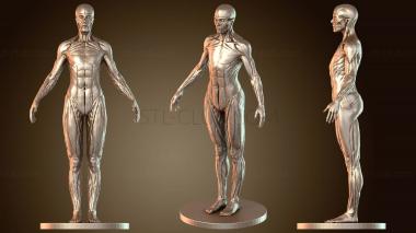3D модель Дубликат женской анатомии (STL)