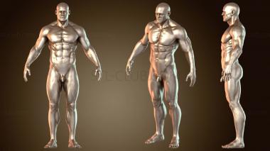 3D модель Мужская анатомия ZTL ZRemesher (STL)