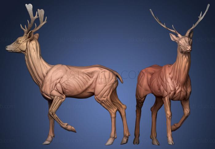 3D model Ethiopian Fawn Deer Anatomy (STL)