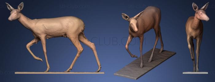 3D model Doe caprelous Caprelous 3D (STL)